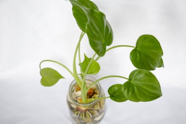 Su ve beyaz taşlı bir bardakta yeşil yapraklı güzel bitki..