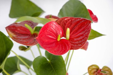 Red Anthurium Bitkisi bu renk yoğun tutkular ve eylem arzusuyla ilişkilidir. Evinizdeki faaliyeti ve enerjiyi harekete geçirir..