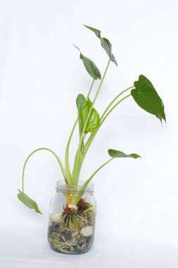 Su ve beyaz taşlı bir bardakta yeşil yapraklı güzel bitki..