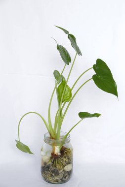 Su ve beyaz taşlı bir bardakta yeşil yapraklı güzel bitki..