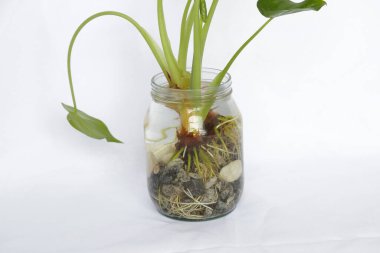 Su ve beyaz taşlı bir bardakta yeşil yapraklı güzel bitki..