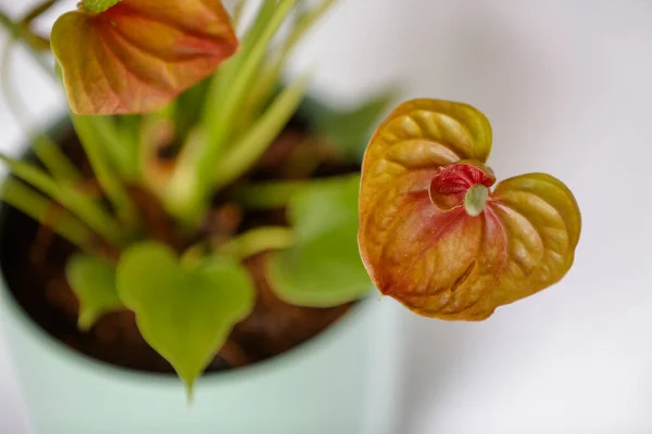 Red Anthurium Bitkisi Renk Yoğun Tutkular Eylem Arzusuyla Ilişkilidir Evinizdeki — Stok fotoğraf