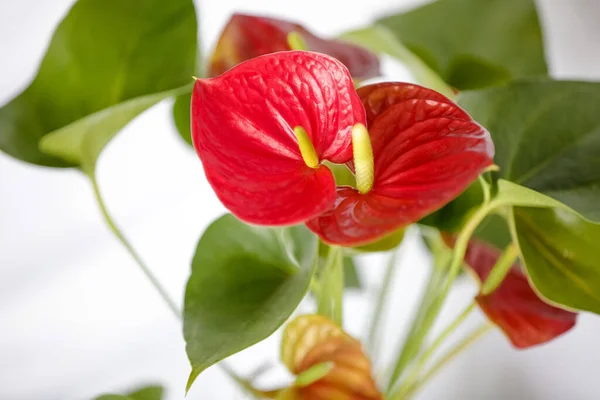 Red Anthurium Plant Cor Está Associada Com Paixões Intensas Desejo — Fotografia de Stock