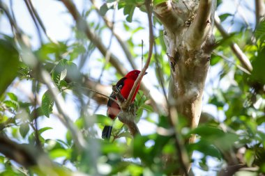 Vahşi kuşlar, dünyanın dört bir yanındaki ormanlarda ve ormanlarda doğup özgürce yaşayan kuşlardır..