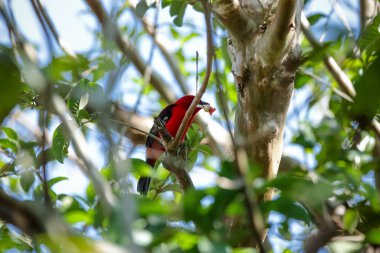 Vahşi kuşlar, dünyanın dört bir yanındaki ormanlarda ve ormanlarda doğup özgürce yaşayan kuşlardır..