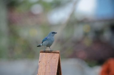 Vahşi kuşlar, dünyanın dört bir yanındaki ormanlarda ve ormanlarda doğup özgürce yaşayan kuşlardır.. 
