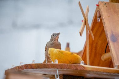 Vahşi kuşlar, dünyanın dört bir yanındaki ormanlarda ve ormanlarda doğup özgürce yaşayan kuşlardır.. 