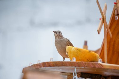 Vahşi kuşlar, dünyanın dört bir yanındaki ormanlarda ve ormanlarda doğup özgürce yaşayan kuşlardır.. 