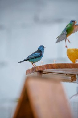 Vahşi kuşlar, dünyanın dört bir yanındaki ormanlarda ve ormanlarda doğup özgürce yaşayan kuşlardır.. 
