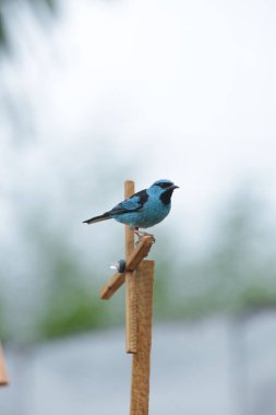 Vahşi kuşlar, dünyanın dört bir yanındaki ormanlarda ve ormanlarda doğup özgürce yaşayan kuşlardır.. 