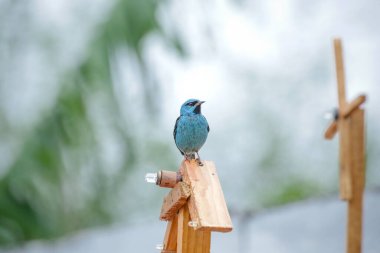Vahşi kuşlar, dünyanın dört bir yanındaki ormanlarda ve ormanlarda doğup özgürce yaşayan kuşlardır.. 