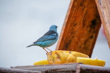 Vahşi kuşlar, dünyanın dört bir yanındaki ormanlarda ve ormanlarda doğup özgürce yaşayan kuşlardır.. 