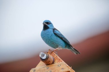 Vahşi kuşlar, dünyanın dört bir yanındaki ormanlarda ve ormanlarda doğup özgürce yaşayan kuşlardır.. 