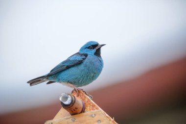 Vahşi kuşlar, dünyanın dört bir yanındaki ormanlarda ve ormanlarda doğup özgürce yaşayan kuşlardır.. 