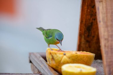 Vahşi kuşlar, dünyanın dört bir yanındaki ormanlarda ve ormanlarda doğup özgürce yaşayan kuşlardır.. 