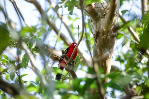 Vahşi kuşlar, dünyanın dört bir yanındaki ormanlarda ve ormanlarda doğup özgürce yaşayan kuşlardır..