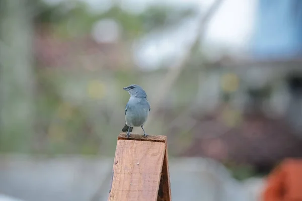 Las Aves Silvestres Son Básicamente Las Aves Que Nacieron Viven — Foto de Stock