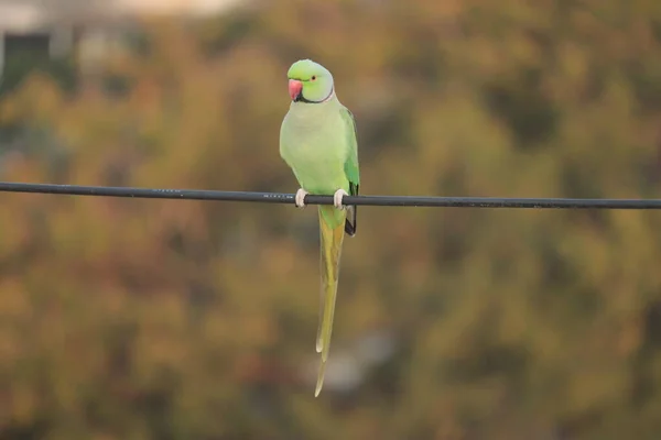 Solo Indian Green Parrot — Stock Photo, Image