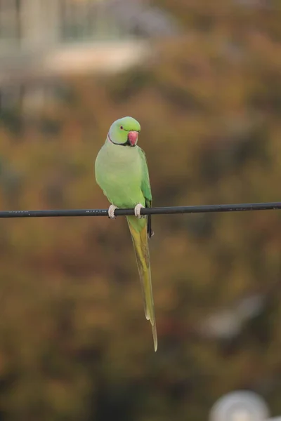 Pojedynczy Indyjski Pierścień Szyja Papuga Zielona Papuga Siedzi Drucie Zamazanym — Zdjęcie stockowe