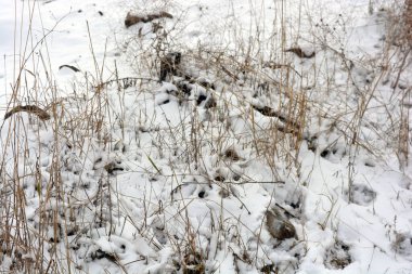 Kış doğası, beyaz kardan ve kuru çayırlardan oluşan güzel tepeler, sıradışı kış arkaplanı..