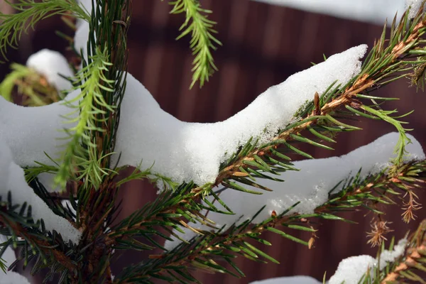 Bright New Year Branches Young Spruce Christmas Tree Decorated White — Stock Photo, Image