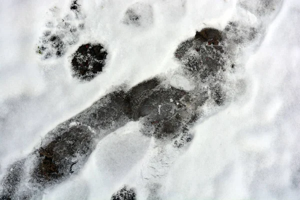 Pegadas Humanas Incomuns Sapatos Uma Estrada Neve Branca Inverno — Fotografia de Stock