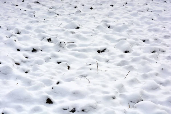 Blanco Nieve Esponjosa Cubierta Encuentra Tierra Negra Campo Jardín — Foto de Stock