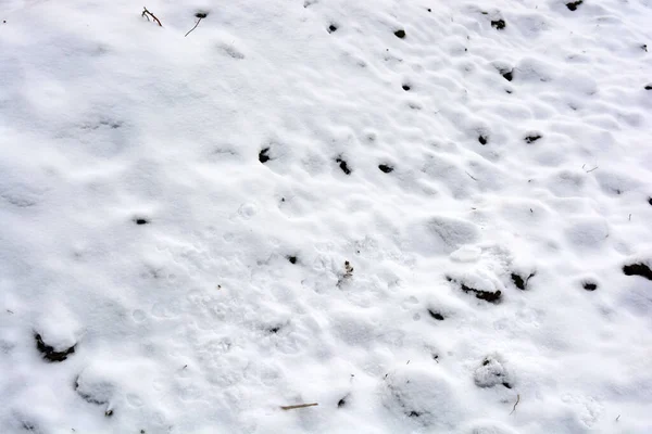 Bianco Soffice Neve Coperta Trova Sulla Terra Nera Campo Giardino — Foto Stock