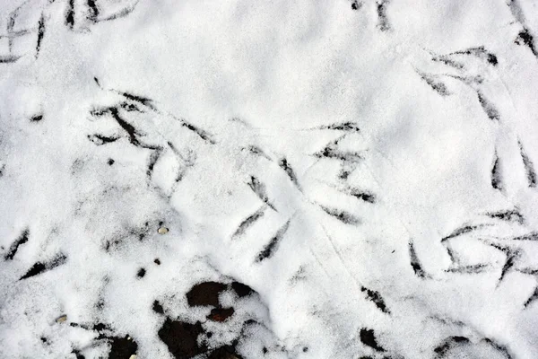 Traces Paws Birds Sparrows Tits Fluffy White Snow —  Fotos de Stock