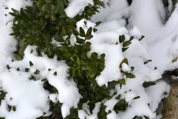 Duże Małe Krzewy Zielonego Boxwood Małymi Liśćmi Pokryte Białym Śniegiem — Zdjęcie stockowe