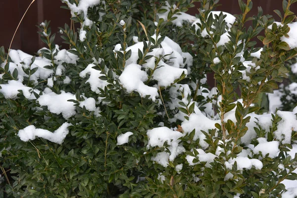 Large Small Bushes Green Boxwood Small Leaves Covered White Snow — Stock Photo, Image