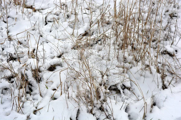 Winter Nature Beautiful Hills Made White Snow Dried Field Grass — Stock Photo, Image