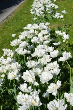 Beyaz, taze, şenlikli, düğün laleleri, bahar muhteşem bitkiler, Dnipro, Ukrayna caddesinde bulunan çiçek denizi..
