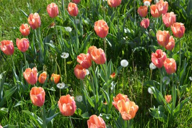 Gagarin Bulvarı, Dnipro, Ukrayna boyunca uzanan sokakta güzel ve hoş pembe laleler. Çiçeklerin parlak ve renkli bahar arkaplanı.