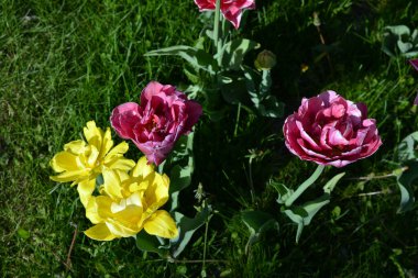 Güzel, koyu sarı, kırmızı, mor, cran-siyah, kırmızı-sarı, pembe-beyaz, mor-beyaz çiçek açan laleler. Dnipro, Ukrayna sokaklarında büyüyen parlak çiçeklerin neşeli bahar arkaplanı.