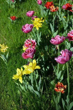 Güzel, koyu sarı, kırmızı, mor, cran-siyah, kırmızı-sarı, pembe-beyaz, mor-beyaz çiçek açan laleler. Dnipro, Ukrayna sokaklarında büyüyen parlak çiçeklerin neşeli bahar arkaplanı.