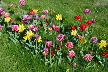 Güzel, koyu sarı, kırmızı, mor, cran-siyah, kırmızı-sarı, pembe-beyaz, mor-beyaz çiçek açan laleler. Dnipro, Ukrayna sokaklarında büyüyen parlak çiçeklerin neşeli bahar arkaplanı.