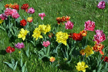 Güzel koyu sarı, kırmızı, mor, kırmızı-siyah, kırmızı-sarı, pembe-beyaz, mor-beyaz çiçek açan laleler. Dnipro, Ukrayna sokaklarında büyüyen parlak çiçeklerin neşeli bahar arkaplanı.