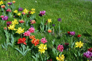 Güzel, koyu sarı, kırmızı, mor, cran-siyah, kırmızı-sarı, pembe-beyaz, mor-beyaz çiçek açan laleler. Dnipro, Ukrayna sokaklarında büyüyen parlak çiçeklerin neşeli bahar arkaplanı.