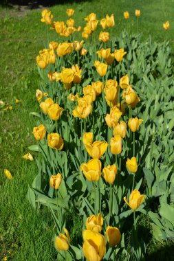 Parlak sarı laleler, Ukrayna 'nın Dnipro şehrinde büyüyen bahar bitkileri. Yeşil çimenlikteki sarı çiçeklerle alışılmadık bahar arkaplanı.