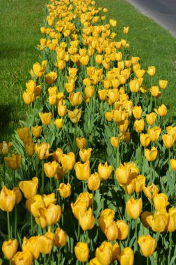 Parlak sarı laleler, Ukrayna 'nın Dnipro şehrinde büyüyen bahar bitkileri. Yeşil çimenlikteki sarı çiçeklerle alışılmadık bahar arkaplanı.