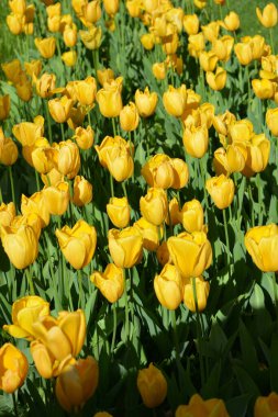 Parlak sarı laleler, Ukrayna 'nın Dnipro şehrinde büyüyen bahar bitkileri. Yeşil çimenlikteki sarı çiçeklerle alışılmadık bahar arkaplanı.