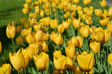 Parlak sarı laleler, Ukrayna 'nın Dnipro şehrinde büyüyen bahar bitkileri. Yeşil çimenlikteki sarı çiçeklerle alışılmadık bahar arkaplanı.