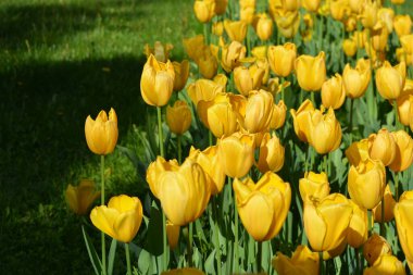 Parlak sarı laleler, Ukrayna 'nın Dnipro şehrinde büyüyen bahar bitkileri. Yeşil çimenlikteki sarı çiçeklerle alışılmadık bahar arkaplanı.