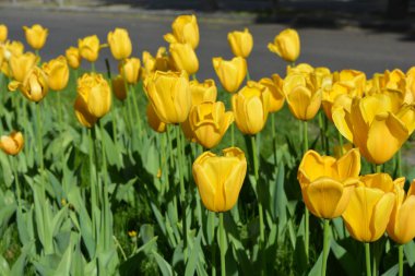 Parlak sarı laleler, Ukrayna 'nın Dnipro şehrinde büyüyen bahar bitkileri. Yeşil çimenlikteki sarı çiçeklerle alışılmadık bahar arkaplanı.