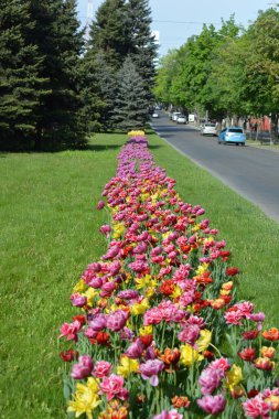 Güzel, koyu sarı, kırmızı, mor, cran-siyah, kırmızı-sarı, pembe-beyaz, mor-beyaz çiçek açan laleler. Dnipro, Ukrayna sokaklarında büyüyen parlak çiçeklerin neşeli bahar arkaplanı.