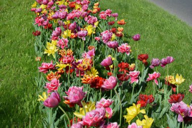Güzel, koyu sarı, kırmızı, mor, cran-siyah, kırmızı-sarı, pembe-beyaz, mor-beyaz çiçek açan laleler. Dnipro, Ukrayna sokaklarında büyüyen parlak çiçeklerin neşeli bahar arkaplanı.
