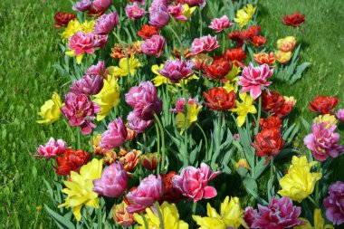 Güzel, koyu sarı, kırmızı, mor, cran-siyah, kırmızı-sarı, pembe-beyaz, mor-beyaz çiçek açan laleler. Dnipro, Ukrayna sokaklarında büyüyen parlak çiçeklerin neşeli bahar arkaplanı.