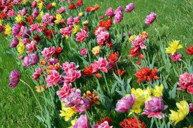 Güzel, koyu sarı, kırmızı, mor, cran-siyah, kırmızı-sarı, pembe-beyaz, mor-beyaz çiçek açan laleler. Dnipro, Ukrayna sokaklarında büyüyen parlak çiçeklerin neşeli bahar arkaplanı.