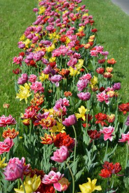 Güzel, koyu sarı, kırmızı, mor, cran-siyah, kırmızı-sarı, pembe-beyaz, mor-beyaz çiçek açan laleler. Dnipro, Ukrayna sokaklarında büyüyen parlak çiçeklerin neşeli bahar arkaplanı.